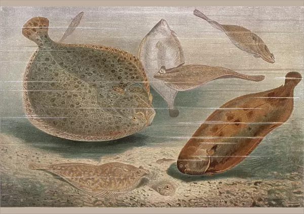 Flat fish, plate from 'Brehms Tierleben: Allgemeine Kunde des Tierreichs', vol