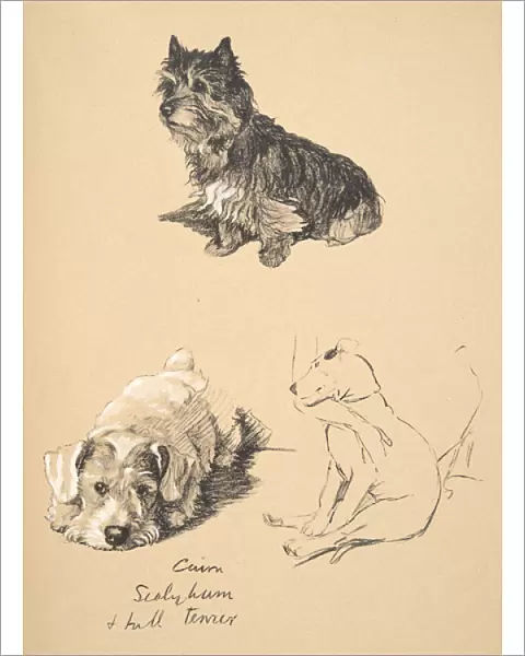 Cairn, Sealyham and Bull Terrier, 1930, Illustrations from his Sketch Book used for