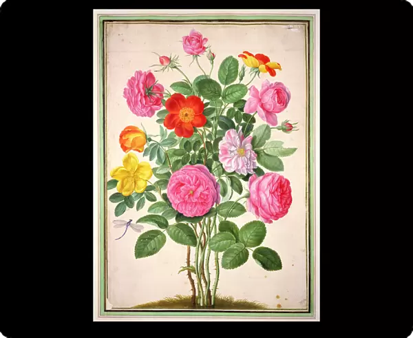 Roses, plate 4 from the Nassau Florilegium (w  /  c on paper)