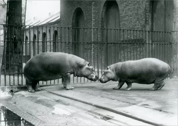 Hippopotamuses Bobbie and Joan are introduced at London Zoo