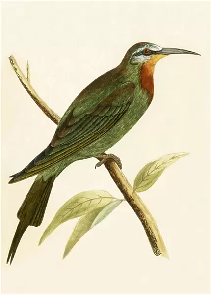 Blue Cheeked Bee Eater, illustration from A History of the Birds of Europe Not Observed in the British Isles by Charles Robert Bree (1811-86), published 1867 (colour litho)