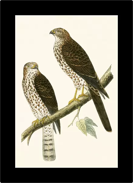 Levant Sparrow Hawk, illustration from A History of the Birds of Europe Not Observed in the British Isles by Charles Robert Bree (1811-86), published 1867 (colour litho)
