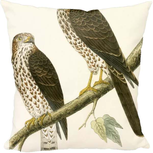 Levant Sparrow Hawk, illustration from A History of the Birds of Europe Not Observed in the British Isles by Charles Robert Bree (1811-86), published 1867 (colour litho)