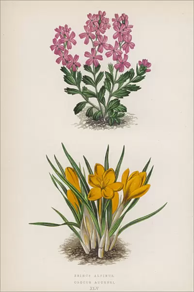 Erinus Alpinus; Crocus Aucheri (colour litho)