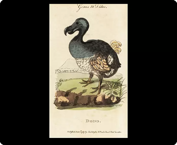 Extinct dodo, Raphus cucullatus (Didus ineptus)