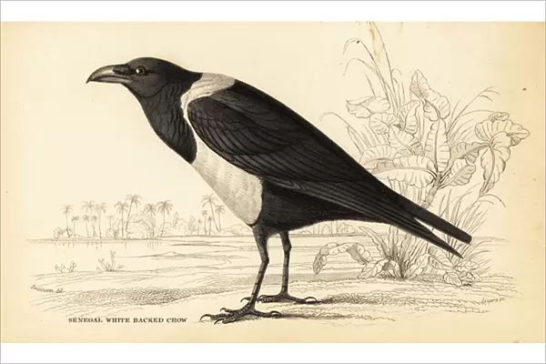 Pied crow, Corvus albus
