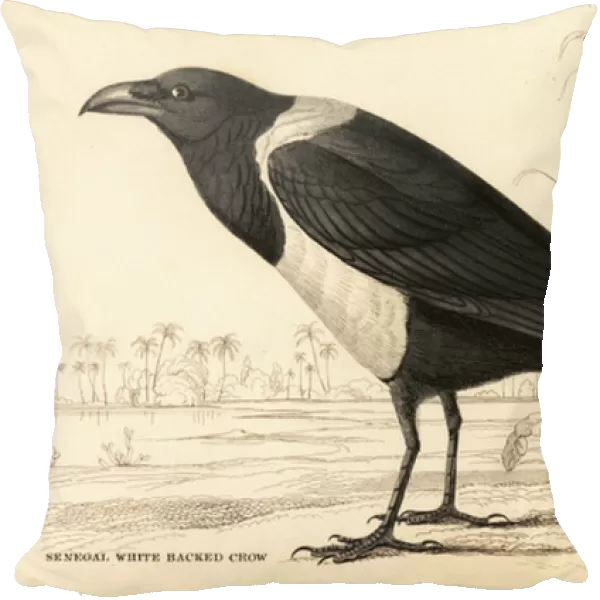 Pied crow, Corvus albus