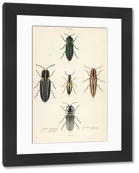 Click beetle: Headlight elater, Pyrophorus noctilucus 1, Chalcolepidius porcatus 2, lined click beetle, Agriotes lineatus 3, Elater suturalis 4, and Semiotus distinctus 5