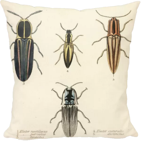 Click beetle: Headlight elater, Pyrophorus noctilucus 1, Chalcolepidius porcatus 2, lined click beetle, Agriotes lineatus 3, Elater suturalis 4, and Semiotus distinctus 5
