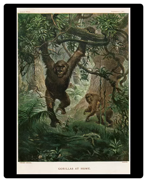 Gorillas at Home (coloured engraving)