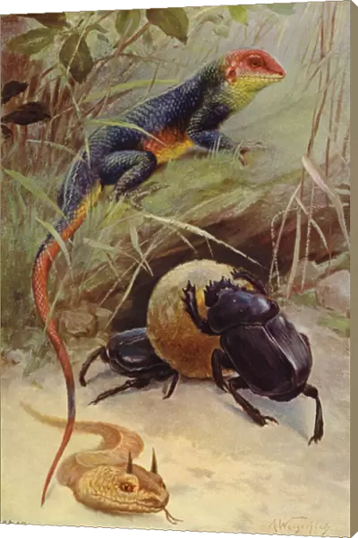 Agama, Horned Viper and Sacred Beetle (colour litho)
