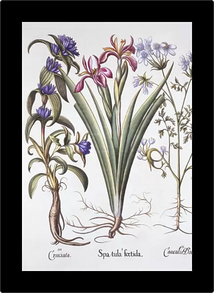Stinking Iris, Orlaya, and Crosswort Gentian, from Hortus Eystettensis