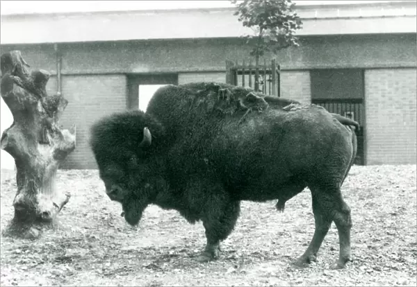 A near threatened American Bison  /  Buffalo bull standing in his paddock, London Zoo