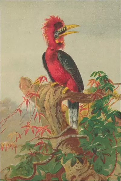 Rufous-necked hornbill (Buceros nipalensis) (colour litho)