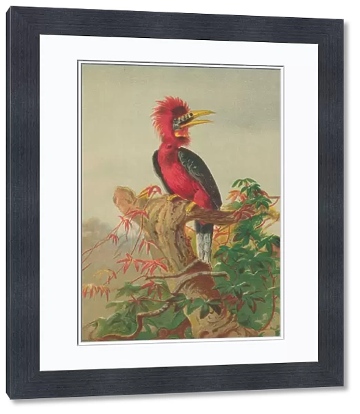 Rufous-necked hornbill (Buceros nipalensis) (colour litho)