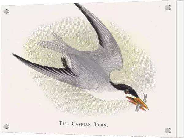 The Caspian Tern (chromolitho)