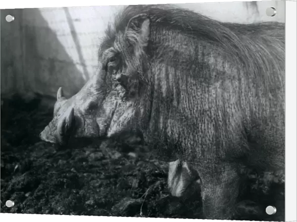 A Wathog standing in mud, London Zoo, 1927 (b  /  w photo)