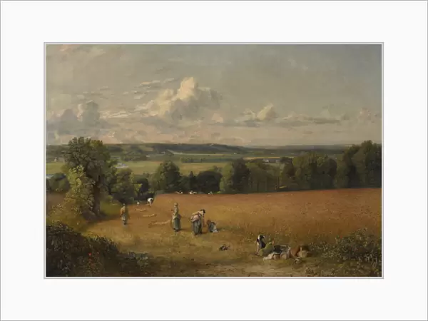 The Wheat Field, 1816 (oil on canvas)