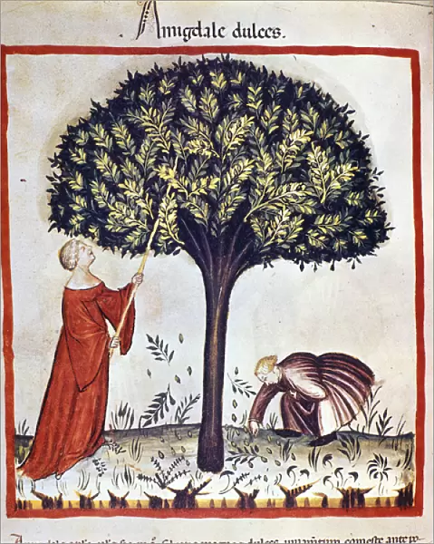 Picking sweet almonds. Illumination from the milking of medicine and dietetics '