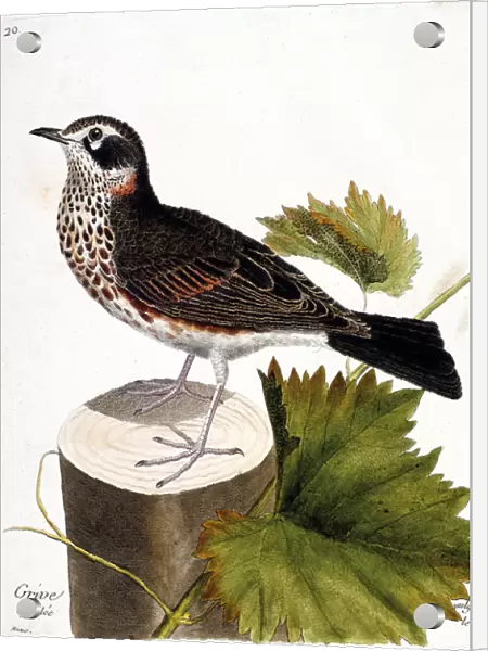 Zoological chart (ornithology): the thrush commonly called the mauvis