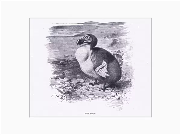 The Dodo, illustration from Wildlife of the World, c. 1910 (litho)