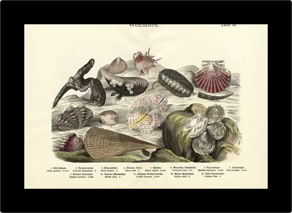 Molluscs, c. 1860 (colour litho)