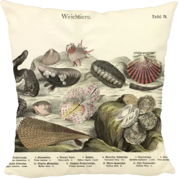 Molluscs, c. 1860 (colour litho)