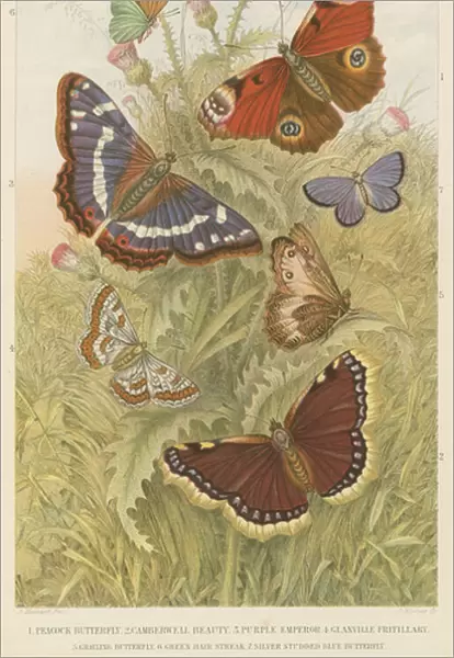 Butterflies (coloured engraving)