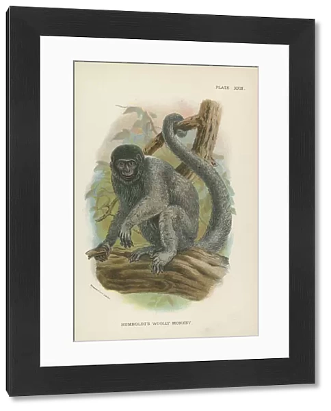 Humboldts Woolly Monkey (colour litho)