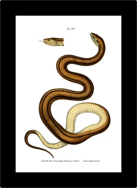 Snake (colour litho)