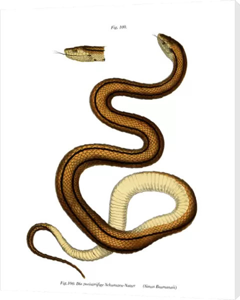 Snake (colour litho)