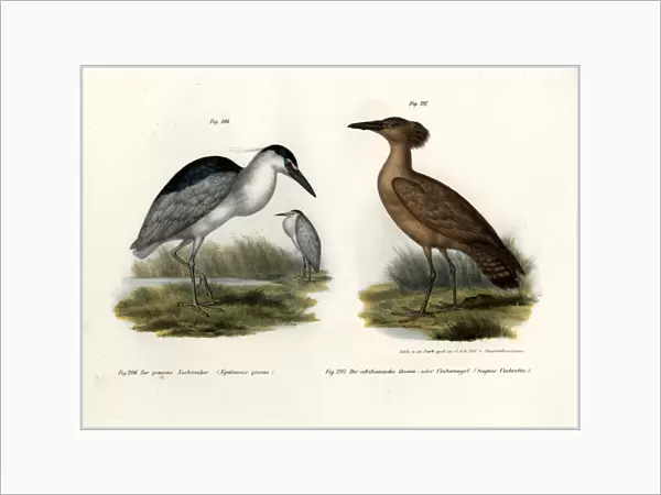Black-crowned Night Heron, 1864 (colour litho)