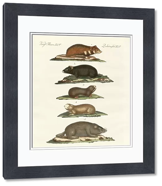 Hamsters and field voles (coloured engraving)