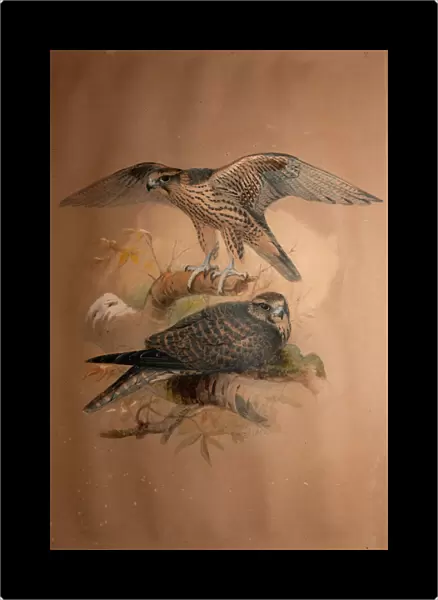 Lanner Falcon (Falco lanarius), 1856 (w  /  c on paper)