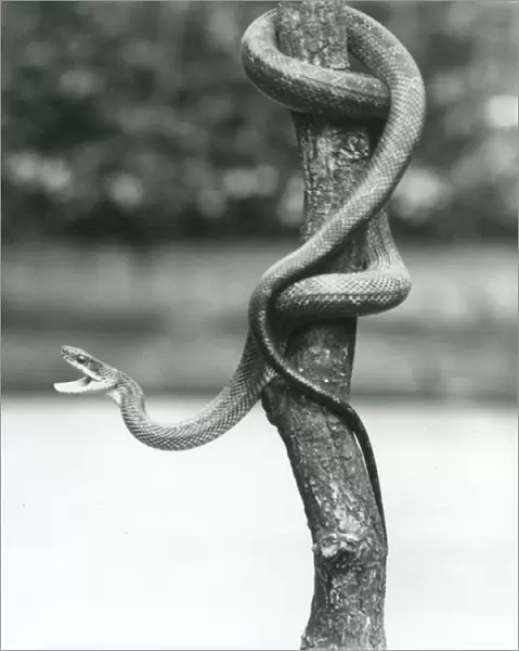 A gaping Texas Rat Snake coiled around a vertical branch at London Zoo in August 1928