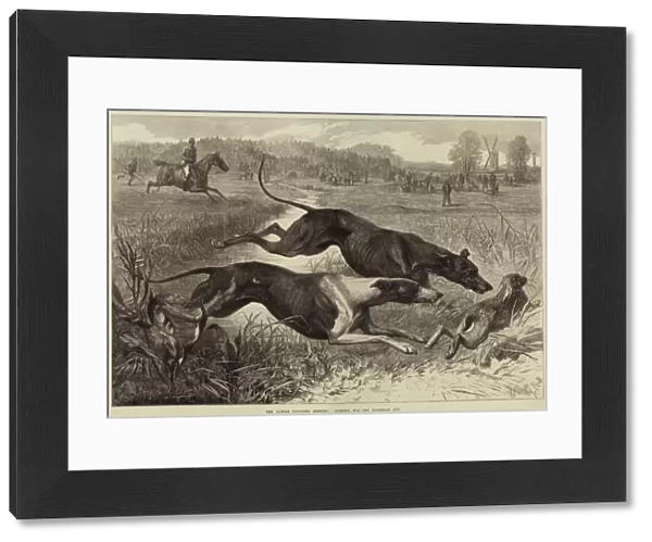 The Altcar Coursing Meeting, running for the Waterloo Cup (engraving)