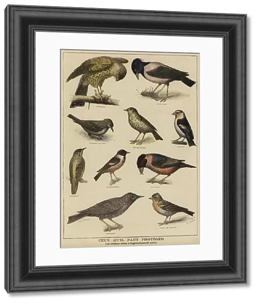 Birds in need of protection because of their benefit to farming (colour litho)