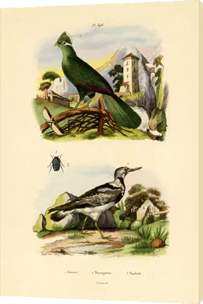 Turaco, 1833-39 (coloured engraving)