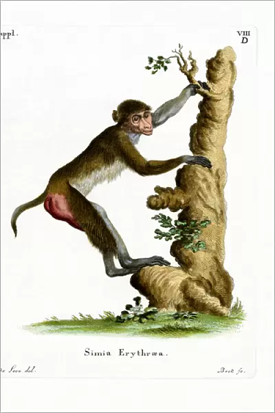 Rhesus Macaque (coloured engraving)