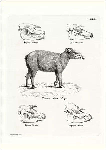 Tapir Skulls (coloured engraving)