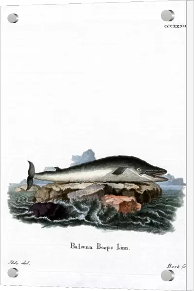 Fin Whale (coloured engraving)