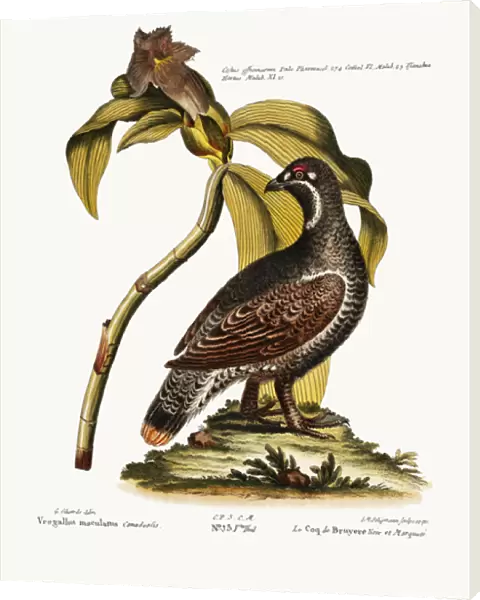The Black and Spotted Heathcock, 1749-73 (coloured engraving)