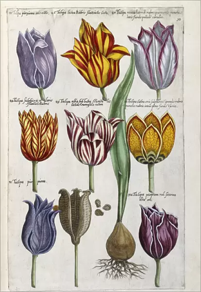 Various Tulips, 1612-14 (hand-coloured woodcut print)