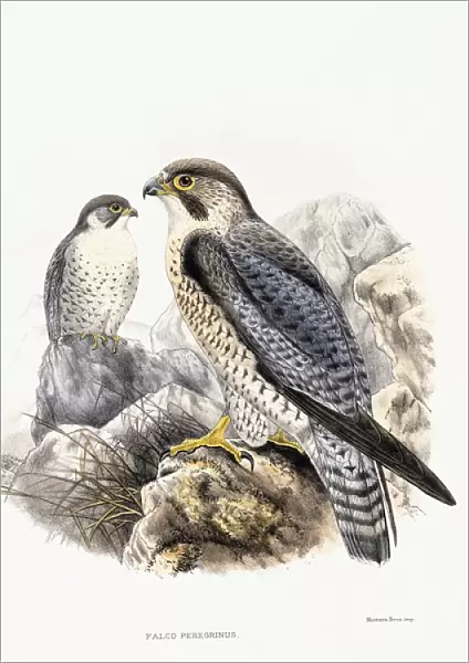 Peregrine Falcon - Falco Peregrinus, 1894-1899 (hand-coloured lithograph)