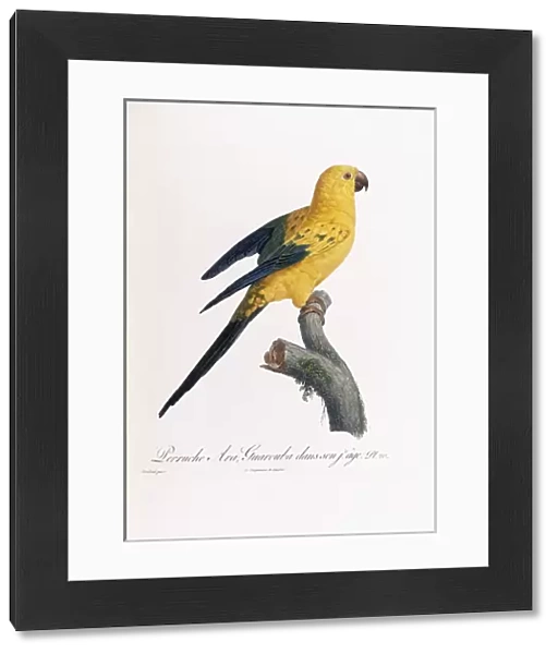Golden Parakeet, Ara Guarouba, at an early age (Plate 20)