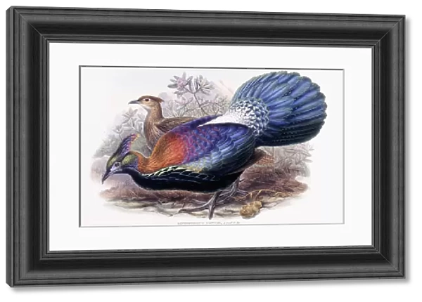 Lophophorus Lhuysii (Chinese Monal, Pheasant), 1850-1883 (hand-coloured lithograph)