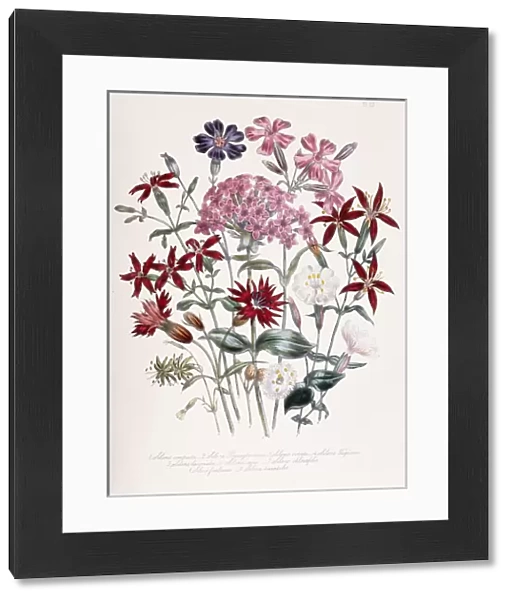 Catchfly (Silene), 1843-49 (hand-coloured lithograph)