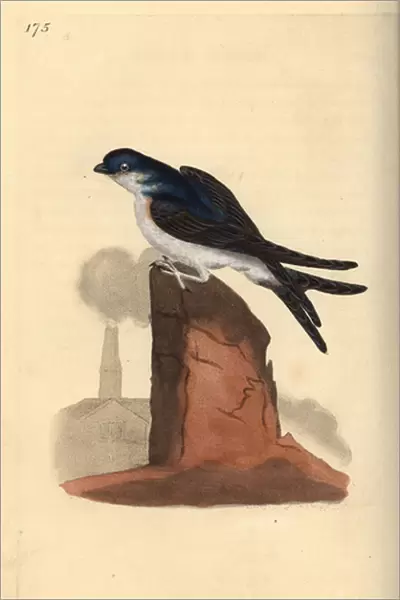 House martin, Delichon urbicum, perched on top of a chimney. Handcoloured copperplate drawn and engraved by Edward Donovan from his own 'Natural History of British Birds, 'London, 1794-1819
