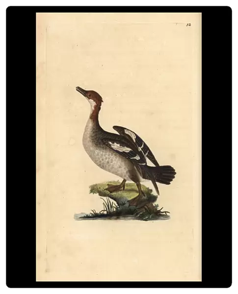 Smew, Mergellus albellus, female. Handcoloured copperplate drawn and engraved by Edward Donovan from his own 'Natural History of British Birds, 'London, 1794-1819