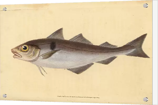 Haddock, Melanogrammus aeglefinus (Gadus aeglefinus). Vulnerable. Handcoloured copperplate drawn and engraved by Edward Donovan from his Natural History of British Fishes, Donovan and F. C. and J. Rivington, London, 1802-1808